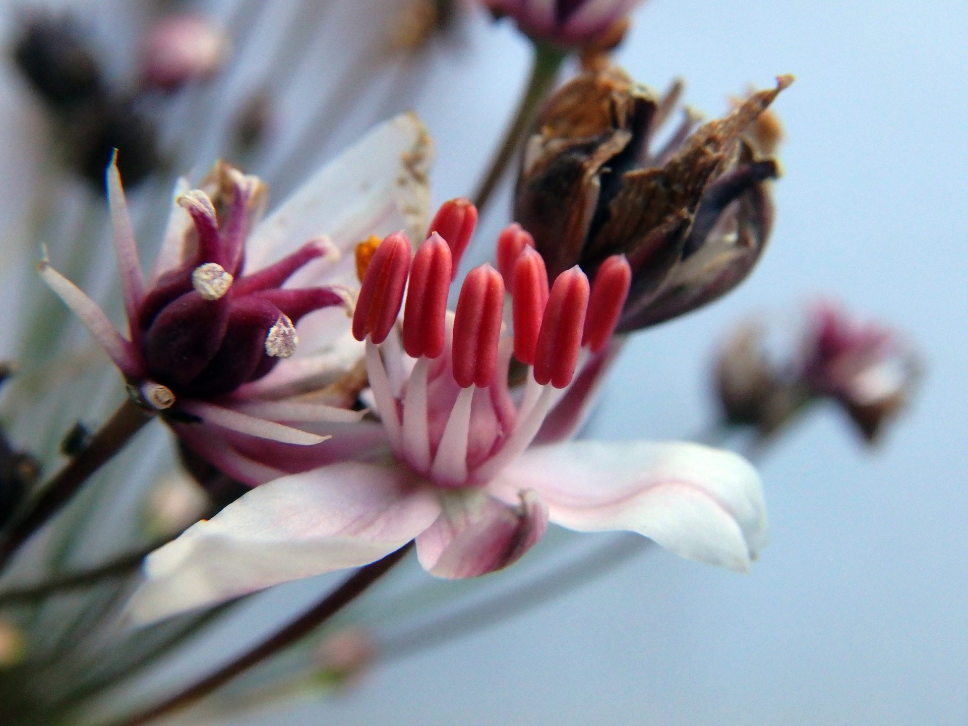 Close-up of a blooming flowering rush plant