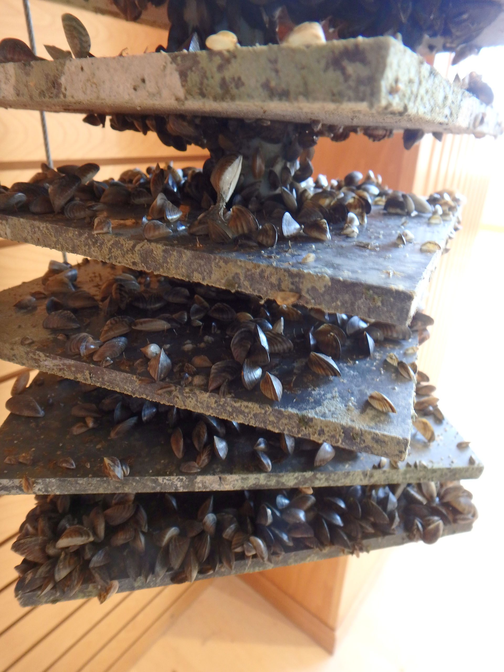 Zebra Mussel Sampling Plate Zebra mussel sampling plate that was submerged in Forest Lake for the summer in 2016.