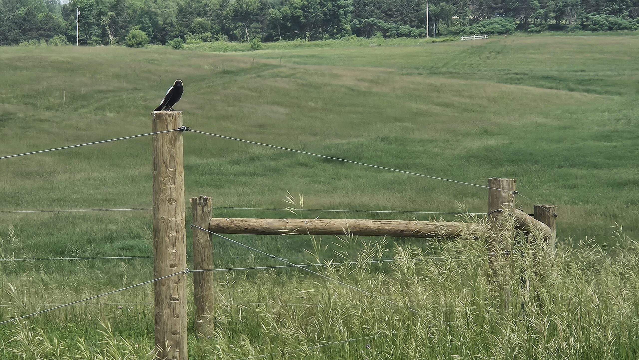 bird on fence post at BLSNA