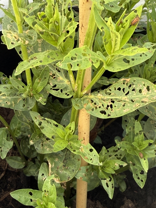 Beetle Eaten leaves